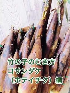【竹の子】コサンダケ（古参竹）簡単な皮むきとアク抜き/筍の下処理