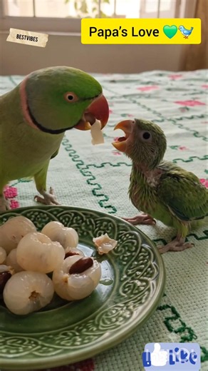 Papa’s Love 💚🐦 #parrot #nature #birds #shorts #BestVibes
