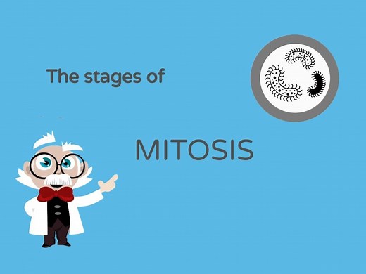 Mitosis Stages
