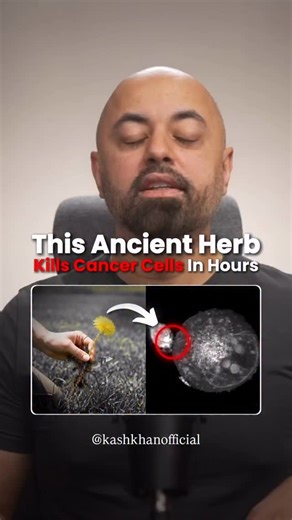 Certified Herbalist 🌿 | Wellness Truth-Teller on Instagram: "🌼 DANDELION ROOT IS MORE POWERFUL THAN MOST PEOPLE REALIZE Research has shown that compounds in dandelion root extract can induce apoptosis (programmed cell death) in certain cancer cells — while leaving healthy cells largely unaffected. At the same time, dandelion has a long history of use as a liver-supporting herb. And that matters… because the liver is responsible for: • Filtering toxins • Processing hormones • Supporting digesti
