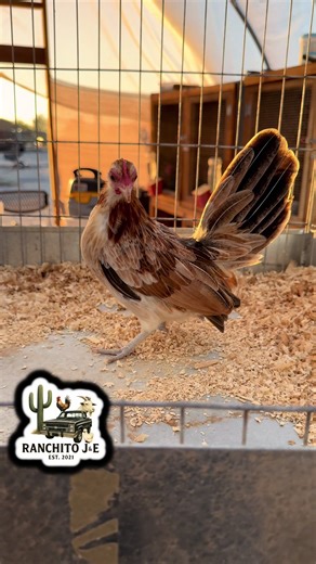 Una pollita que vamos a trabajar 🫢 #ranchitoje #azteca #gallitos #bantam