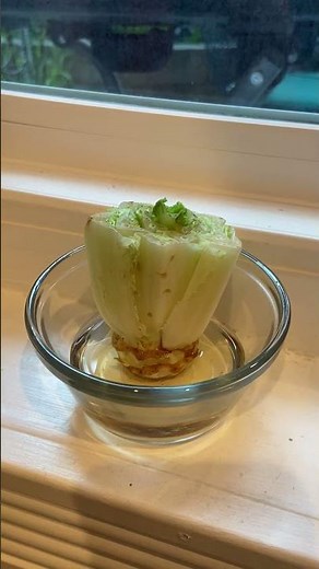 How to regrow your lettuce from scraps