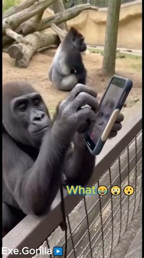Wait…Did That Gorilla Just Take a Selfie?! 😱