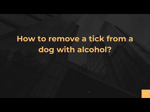 How to remove a tick from a dog with alcohol?