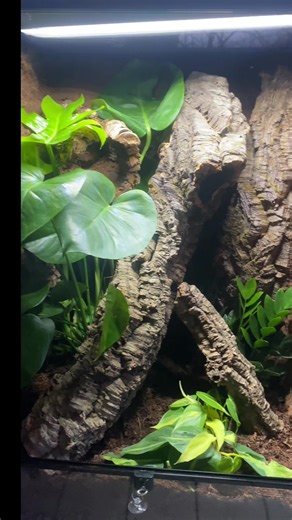 Custom Leachianus Gecko Enclosure Designs