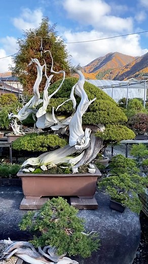 60K views · 988 reactions | Exceptional shimpaku bonsai This bonsai is named 'Fujin' which means God of Wind and belongs to Takashi Lura. This bonsai won the prestigious 'Prime Minister prize' at the Sakafu-ten exhibition in Japan. Video credit @bonsaiwerkstatt #JapaneseBonsai #JapanStyle #Bonsai | Bonsai Society | Facebook