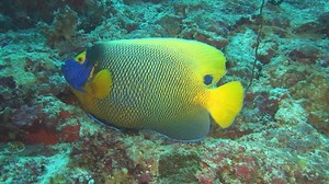 Colorful Fish High Definition Video Stock Footage Video (100% Royalty-free) 29711 | Shutterstock