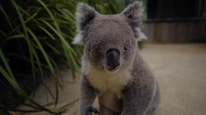 139K views · 10K reactions | If you think Koalas are lazy and always sleep, you have never seen them here at Symbio at feeding time. Koalas diet of eucalyptus leaves have such low nutrients that they need to conserve their energy for when it matters, and for them, feeding time definitely matters! | Symbio Wildlife Park | Facebook