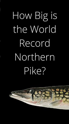 How big is the world record Northern Pike?
