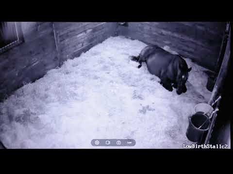 Foal Watch LIVE Cam 01.25.2026