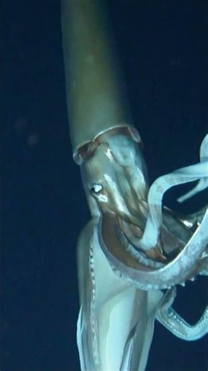 Watch The New Hunt for the Colossal Squid full episode on Cleo Abram’s YouTube channel,HUGE* If True