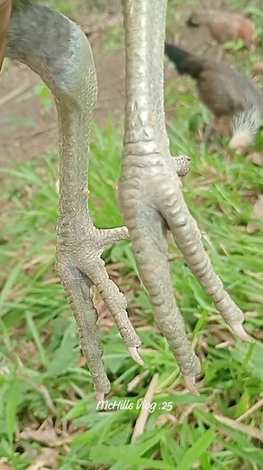 838K views · 7.8K reactions | Smart Bulik straight comb healthy ✅ Disclaimer: This video is for entertainment only. No animals were harmed or promoting animal cruelty in this video. #noanimalswereharmedinthispost #noanimalswereharmedinthisvideo #everyonehighlightsfollowers #everyoneシ゚ #followersシ゚ | McHills Vlog .25 | Facebook