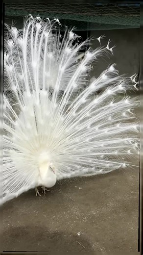 Exploring the Beauty of the Peacock