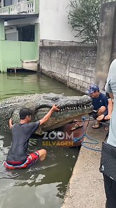 2.6M views · 48K reactions | Crocodilo-de-água-salgada! | Zoom Selvagem | Facebook