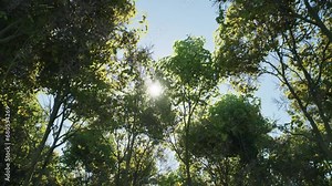 Maple trees, leaf color changes from summer to autumn