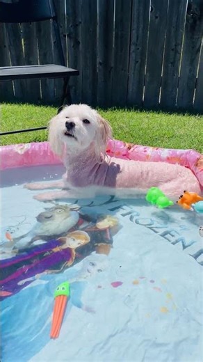 Just chilling on water on inflatable pool #dogshorts #lazyday #chill