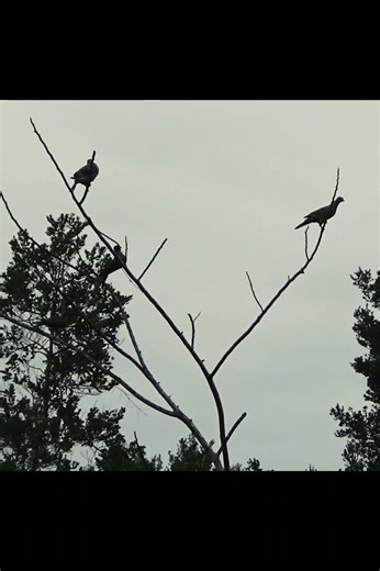 Hunting Green Pigeon 9 #hunting #birds #berburu #pigeon
