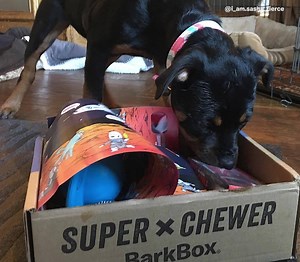 1.1K reactions · 54 shares |  ARE CHEW READY FOR THIS?! We’re kicking it up a notch with Super Chewer BarkBox. ✔️2 of our toughest toys, ✔️ 2 of our heartiest chews, and ✔️ 2 full bags of treats. Click here https://goo.gl/zewJ5H | BarkBox | Facebook
