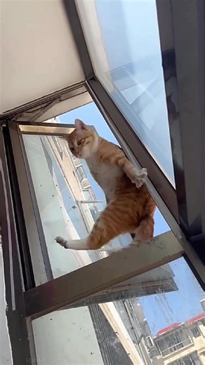 Hilarious Cats Making Mistakes and Falling