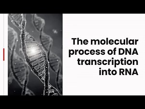 The Molecular Process of DNA Transcription into RNA | Gene Expression Explained for Exams