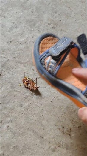 Huge Bug Scares Cat 🐱🪲 | Must Watch