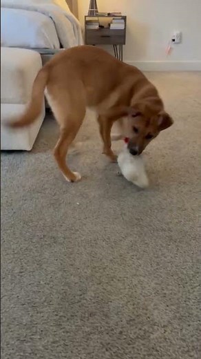 Video of adoptable pet named Elio