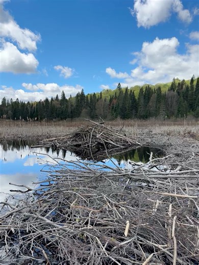 AL on Instagram: "Trip Report Preview Week rolls into the weekend with a visit to Calumet and Cuckoo lakes courtesy of a very bullrush centric creek. This excerpt comes from Sunfish Creek, home of the ever narrowing bullrush maze and a very impressive feat of beaver engineering. * To get to Calumet and Cuckoo from Sunfish you have to paddle through Sunfish's western bay which is basically a proto mud flat with a thin layer of water. The water trail to the Calumet portage is a constantly narrowin