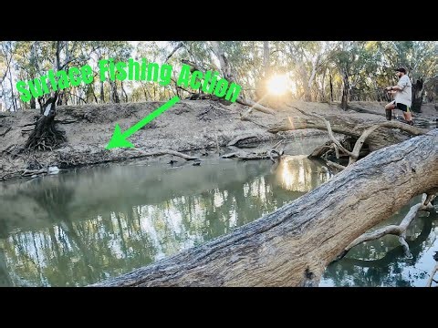 Topwater Surface Fishing Action - Chasing Murray Cod
