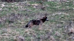 7.4K views · 187 reactions | Der Wolf ist in Franken zurück. Eine Region zwischen Faszination und Furcht: Nicht alle freuen sich darüber. |fs | BR Franken - Bayerischer Rundfunk | Facebook