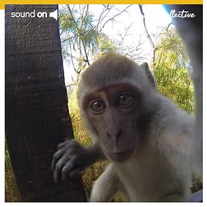 117K views · 703 reactions | Monkeys GOing PRO  | Try Not to Laugh | Facebook