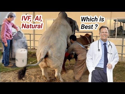 Modern Vs Conventional Cattle Breeding | Brahman Cattle Farming | Dayzee Farms #farming #vlog #cow 