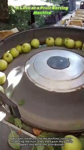 A Look at a Fruit Sorting Machine