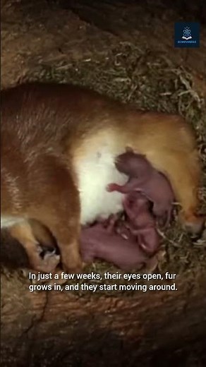 The Life Cycle of a Baby Squirrel!