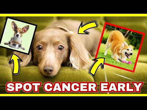 6 Early Signs of Cancer in Dogs You Can’t Ignore