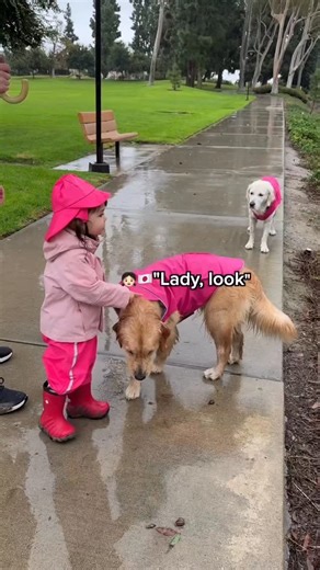 Lady the Golden Retriever on Instagram: "Very eventful rainy walk🪱🐌🐶👧🏻🐶💦 #toddler #kidsanddogs #sisters"