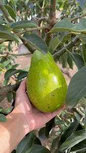 Avocado Cardinal order npo kayo 3 years po may bunga na 😊🥑 available Grafted ₱400 Nagdedeliber po kmi Cash on delivery 🚚 5 pcs po minimum order pwedeng assorted plus delivery charge pm lang po 🌱😊 | Nueva Ecija Grafted fruit trees