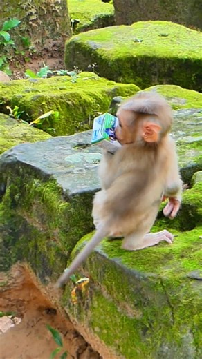 10K views · 196 reactions | Luna watches Lynx forage carefully, guiding him with soft calls | Lily BB Monkey | Facebook