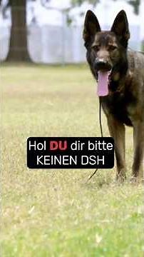 German Shepherd? Only if you meet these 4 criteria