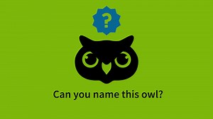 1.1K views · 178 reactions | Can you guess which owl belongs to each call? The sounds of these fierce birds of flight might surprise you! | National Audubon Society | Facebook