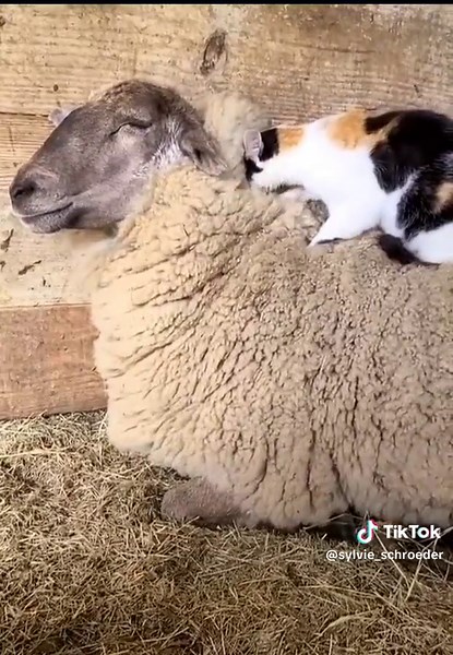 Sylvie Schroeder on TikTok