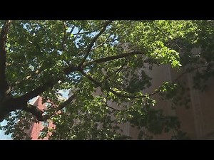Tree maintenance in Portland