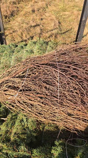 3.9K views · 39 reactions | big bertha!!!! | Belmont Christmas Tree Farm | Facebook