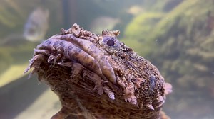 Science Solvers: Fish of the Long Island Sound, at the Bruce Museum....