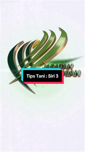 TIPS TANI : SIRI 3 oleh : En Mohamad Azaeim, APT Hulu Langat 2 🌱 TIPS TANI: Kenali Bunga Jantan & Bunga Betina Golden Melon Tahukah anda? Pendebungaan yang berjaya memainkan peranan penting dalam menghasilkan buah golden melon yang berkualiti dan bersaiz besar. ✅ Bunga Jantan – mempunyai tangkai panjang dan tidak mempunyai bakal buah di pangkal bunga. ✅ Bunga Betina – mempunyai bakal buah kecil berbentuk bulat di pangkal bunga. 🌼 Cara Pendebungaan Manual (Kahwinkan Pokok) - Petik bunga jantan 