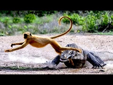 It's Unbelievable That Komodo Dragons Can Even Hunt Dodgy Monkeys