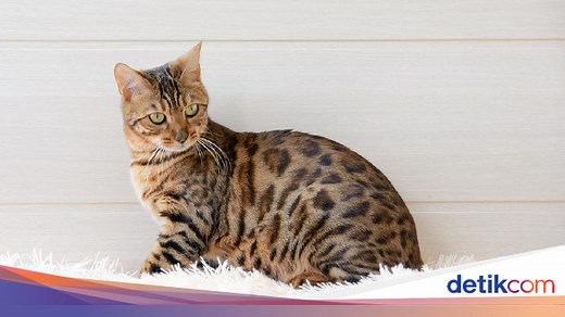 12 Ras Kucing Termahal di Dunia, Ada yang Hampir Rp 2 Miliar