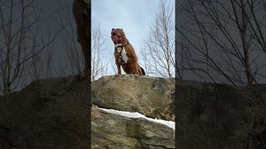 Big Boss pit bull Hulk welcomes his powerful daughter