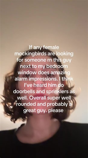 Incredible Mockingbird Impressions Next to My Window