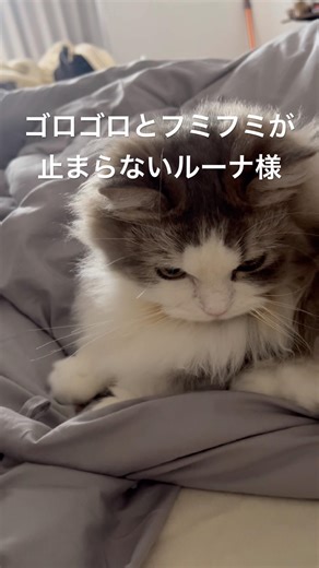 ゴロフミが止まらないルーナ様/Luna relaxed #cat #子ネコ #猫のいる暮らし #pets