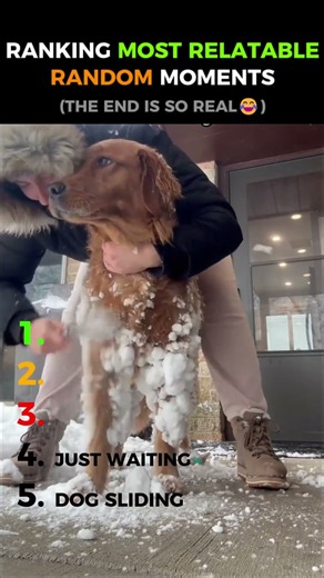 Ranking The Most Funny Dogs in Snow ❄️